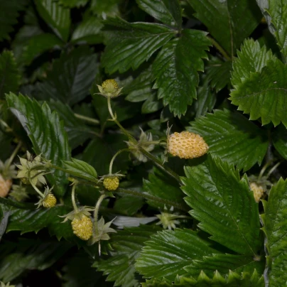 Jahodník měsíční Yellow Wonder - Fragaria vesca - semena - 0,1 g