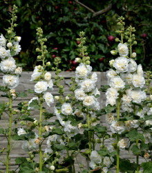 Topolovka plnokvětá bílá Chaters - Alcea rosea - semena - 12 ks