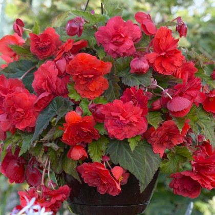 Begonie Red Glory - Begonia odorata - cibuloviny - 2 ks