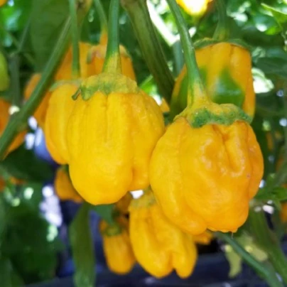 Chilli 7 Pot Bubblegum Yellow - Capsicum chinense - semena - 7 ks