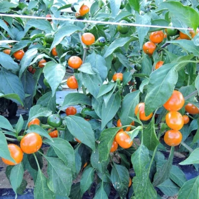 Chilli Korál oranžové - Capsicum annuum - semena - 7 ks