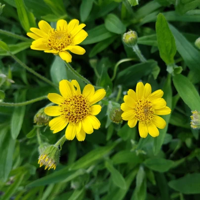 Prha léčivá - Arnica chamissonis - semena - 13 ks