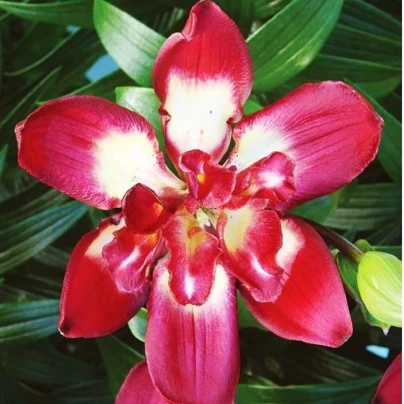 Lilie Double Sensation - Lilium - cibuloviny - 1 ks