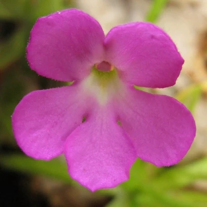 Tučnice mexická - Pinguicula moctezumae - semena - 13 ks