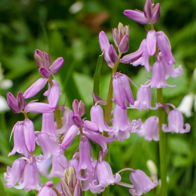 Hyacintovec španělský růžový - Hyacinthoides hispanica - cibuloviny - 5 ks