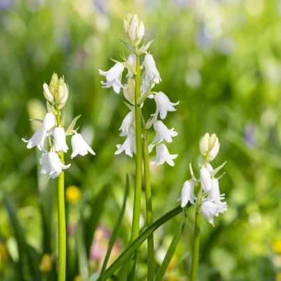 Hyacintovec španělský bílý - Hyacinthoides hispanica - cibuloviny - 5 ks