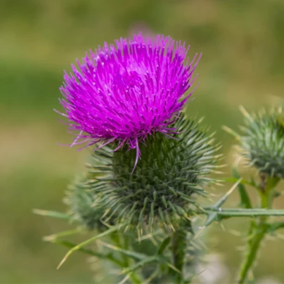 BIO Ostropestřec mariánský - Silybum marianum - bio semena - 35 ks