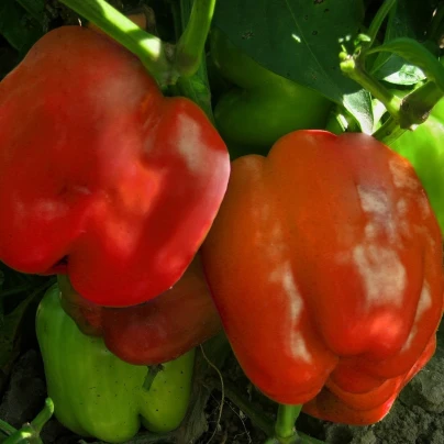 Paprika Granova - Capsicum annuum - semena - 50 ks