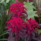 Laskavec trojbarevný červený - Amaranthus tricolor - semena - 270 ks