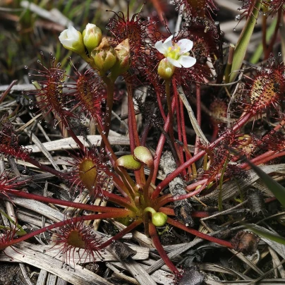 Rosnatka prostřední - Drosera intermedia - semena - 10 ks