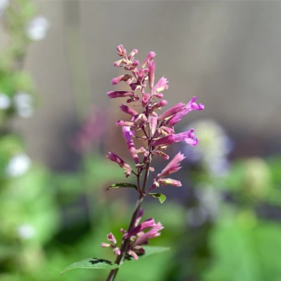 Agastache vřesová královna - Agastache cana - semena - 30 ks