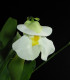 Bublinatka orchidoidní - Utricularia alpina - semena - 10 ks