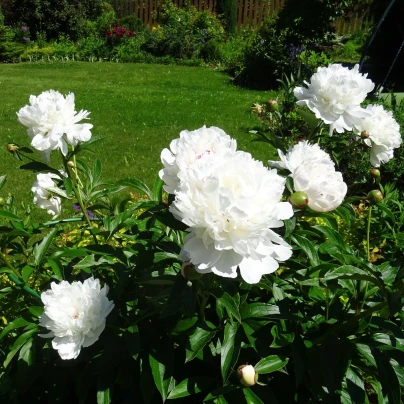 Pivoňka Gardenia - Paeonia lactiflora - cibuloviny - 1 ks