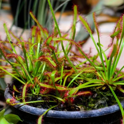 Rosnatka kapská Compact Rosette - Drosera capensis - semena - 15 ks