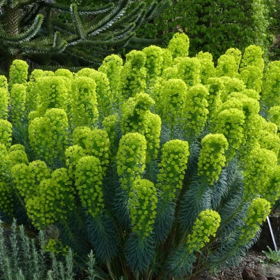 Pryšec statný - Euphorbia characias - semena - 18 ks