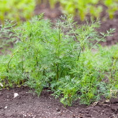 Kopr vonný Oliver - Anethum graveolens - semena - 500 ks