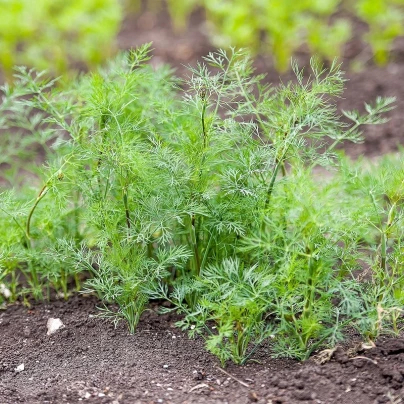 Kopr vonný Oliver - Anethum graveolens - semena - 500 ks