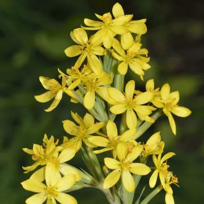 Badil žlutý - Sisyrinchium californicum - semena - 10 ks