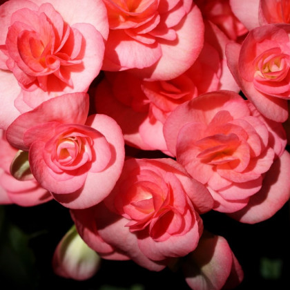 Begonie Nonstop růžová - Begonia tuberhybrida - cibuloviny - 2 ks