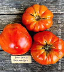 Rajče Pantano Romanesco - Solanum lycopersicum - semena - 7 ks