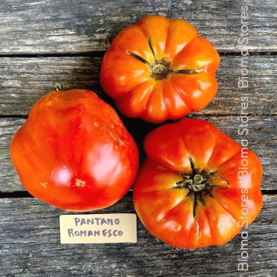 Rajče Pantano Romanesco - Solanum lycopersicum - semena - 7 ks