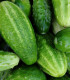 BIO Okurka Liefje - Cucumis sativus - bio semena - 10 ks