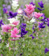 BIO Šalvěj zahradní - Salvia viridis - bio semena - 30 ks