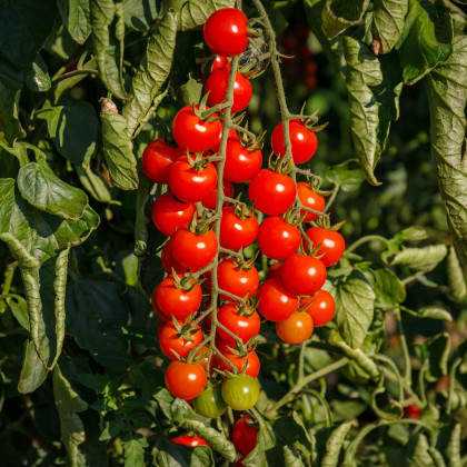 Rajče keříčkové Gartenperle - Solanum lycopersicum - semena - 10 ks