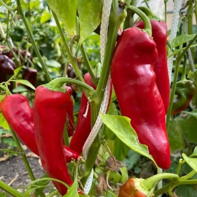 Paprika Marconi Red - Capsicum Annuum - semena - 10 ks