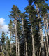 Jedle bělokorá - Abies alba - semena - 7 ks
