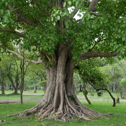 Fíkovník posvátný - Ficus religiosa - semena - 5 ks