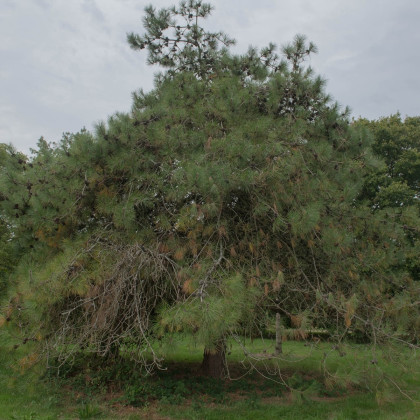 Borovice čínská - Pinus tabuliformis - semena - 7 ks