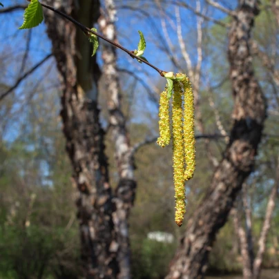 Bříza černá - Betula nigra - semena - 15 ks