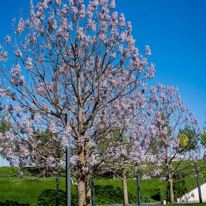 Paulovnie catalpifolia - Paulownia - semena - 15 ks