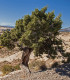 Jalovec osteosperma - Juniperus osteosperma - semena - 5 ks