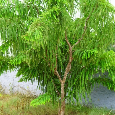 Indický Angrešt - Phyllanthus emblica - semena - 8 ks