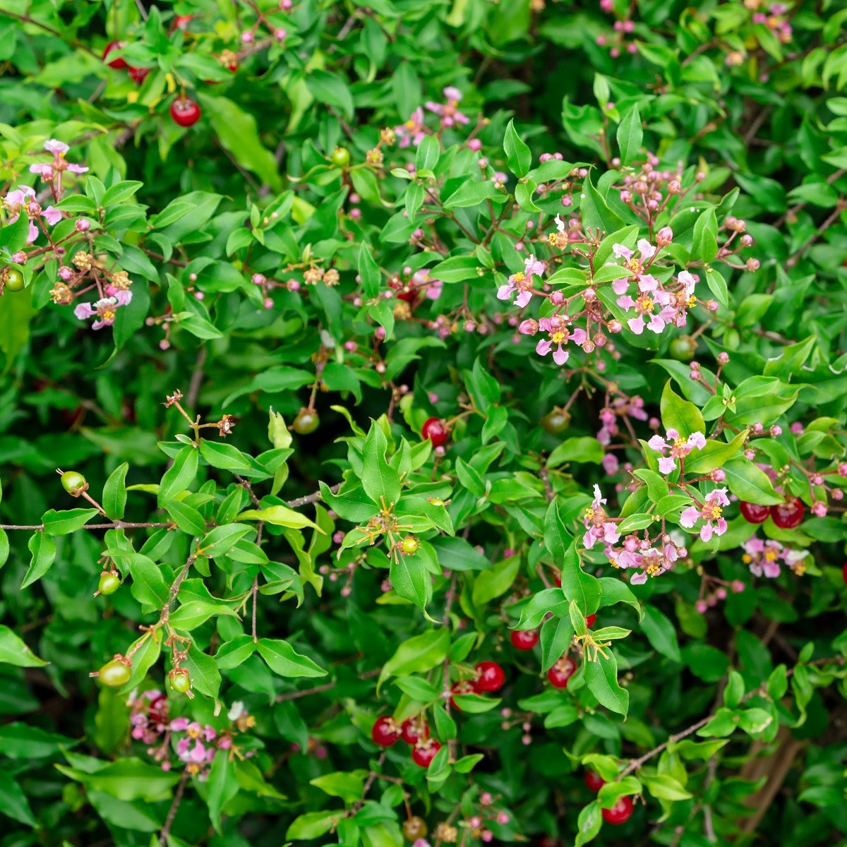 Barbadorská třešeň - Acerola - Malpighia glabra - semena - 4 ks