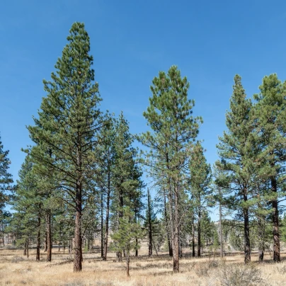 Borovice těžká - Pinus ponderosa - semena - 6 ks