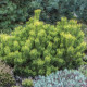Borovice kleč - Pinus mugo pumilio - semena - 5 ks