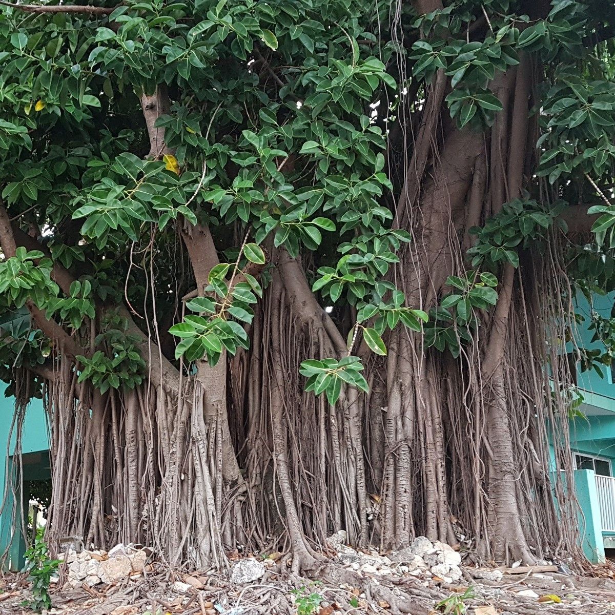 Fíkovník indický - Ficus benghalensis - semena - 5 ks