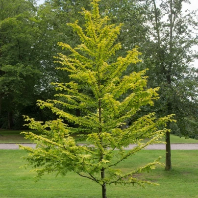 Metasekvoj čínská - Metasequoia glyptostroboides - semena - 10 ks