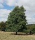 Olše lepkavá - Alnus glutinosa - semena - 8 ks