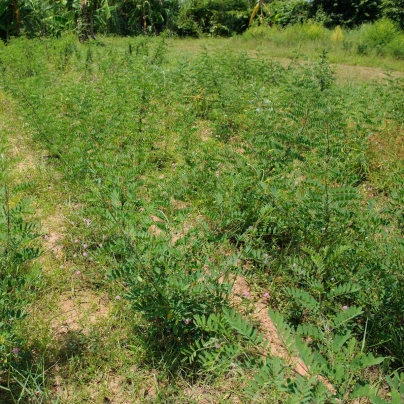 Indigovník barvířský - Indigofera tinctoria - semena - 7 ks