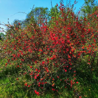 Kdoulovec - Chaenomeles Japonica - semena - 5 ks