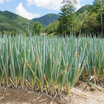 Cibule svazková zimní Freddy - Allium fistulosum - semena - 250 ks