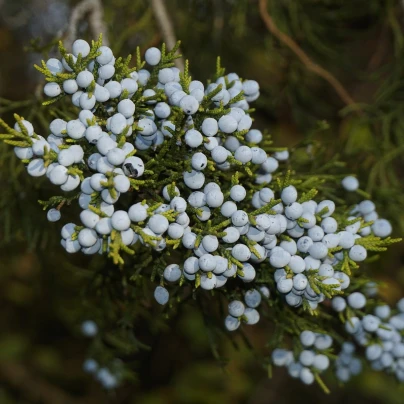 Jalovec virginský - Juniperus virginiana - semena - 5 ks