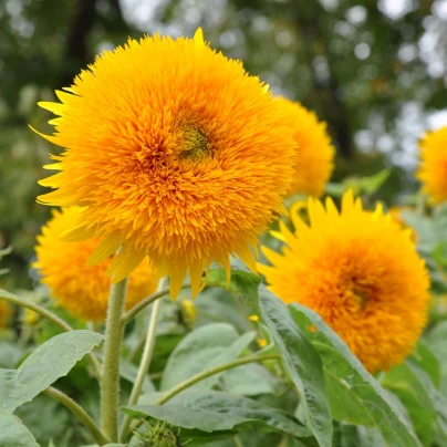 Slunečnice Sonnengold - Helianthus annuus - semena - 15 ks