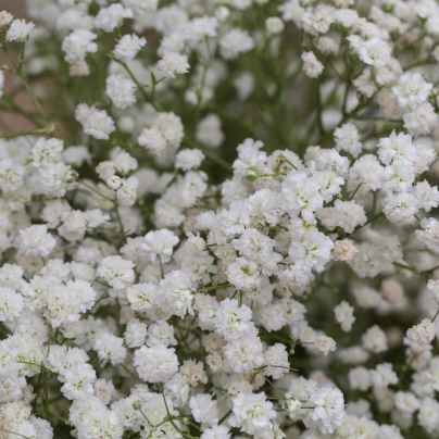 Šáter latnatý bílý - Gypsophila paniculata - semena - 150 ks