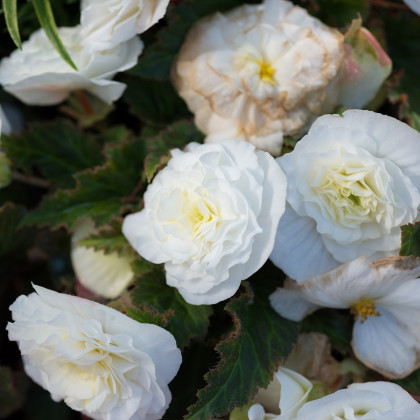 Begonie Nonstop bílá - Begonia tuberhybrida - cibuloviny - 2 ks