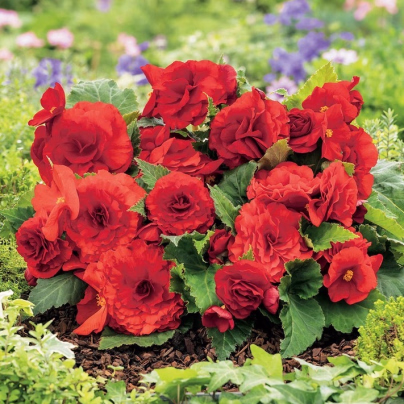 Begonie Nonstop červená - Begonia tuberhybrida - cibuloviny - 2 ks